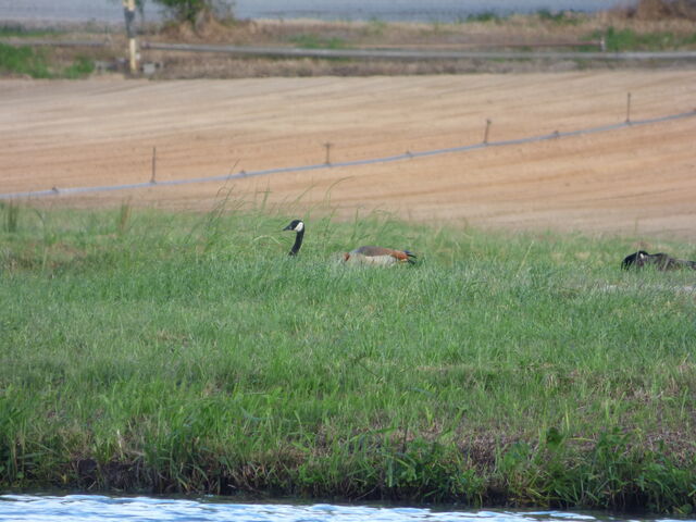 Egyptian Goose