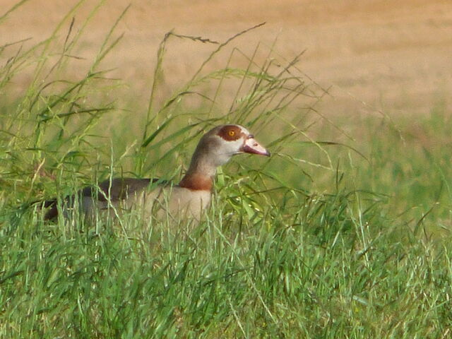 Egyptian Goose