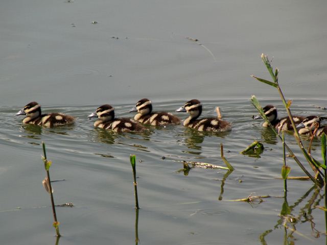 Black-bellied Whistling-Ducks