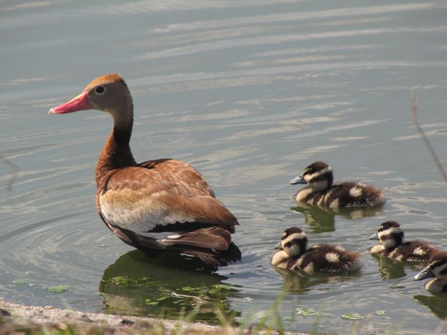 Black-bellied Whistling-Ducks