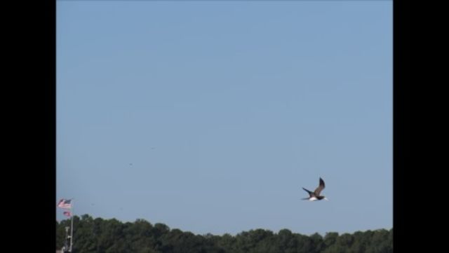 Brown Booby