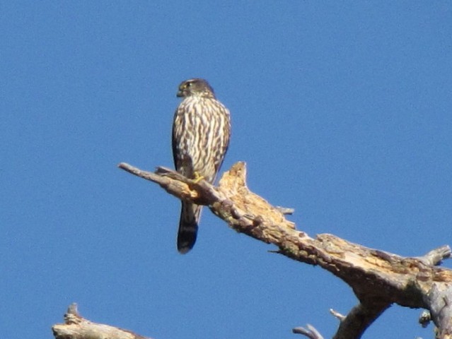 Merlin