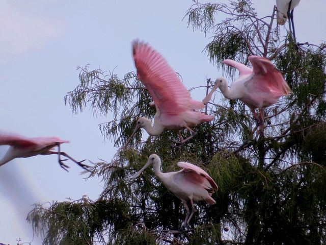 Roseate Spoonbill