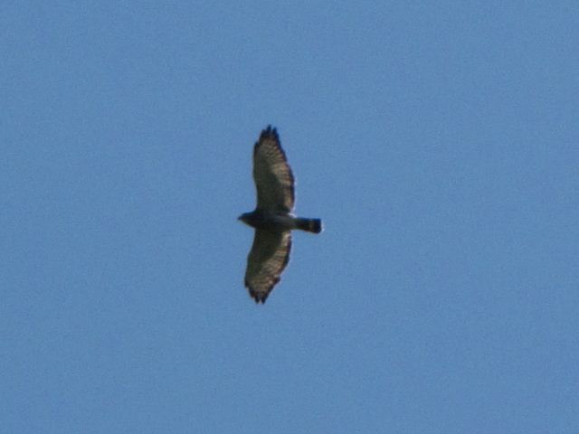 Broad-winged Hawk