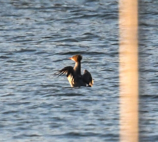 Common Merganser