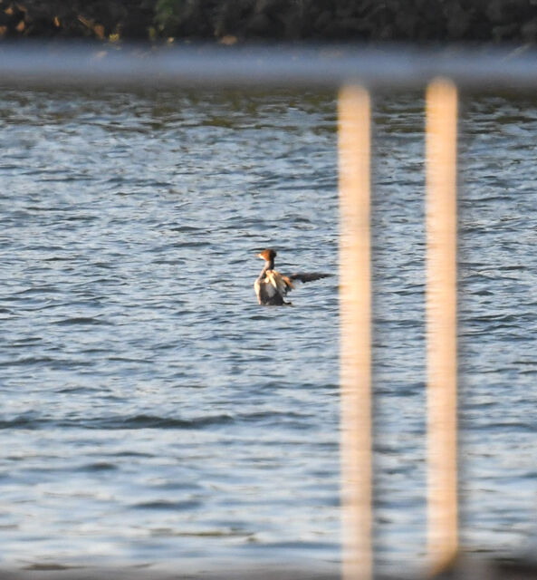 Common Merganser