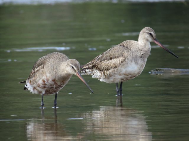 Hudsonian Godwit