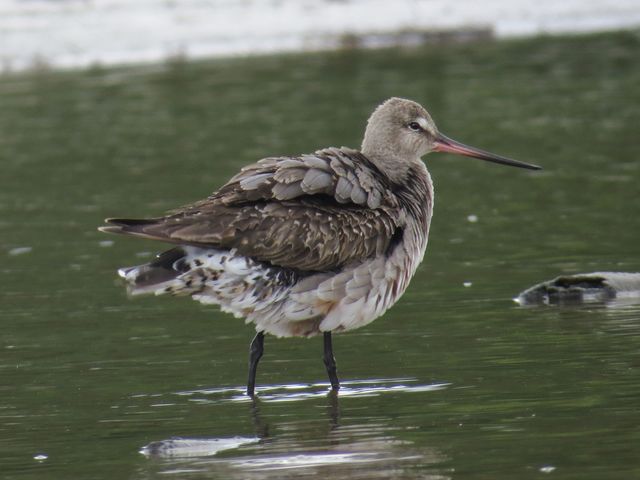 Hudsonian Godwit