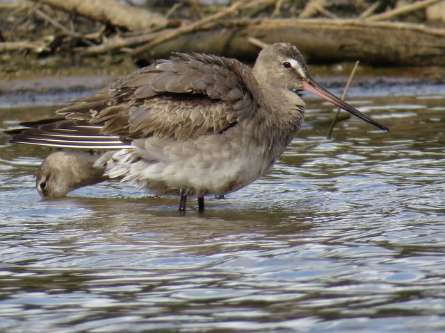 Hudsonian Godwit