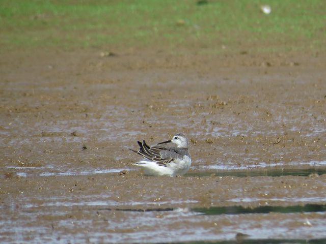 Wilson's Phalarope