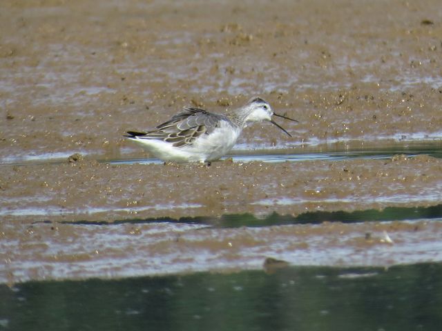 Wilson's Phalarope