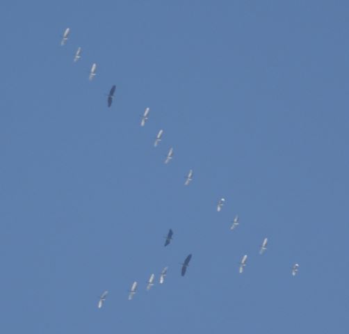 Great Egrets and Great Blue Herons