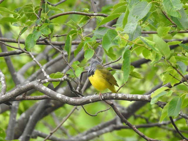 Mourning Warbler