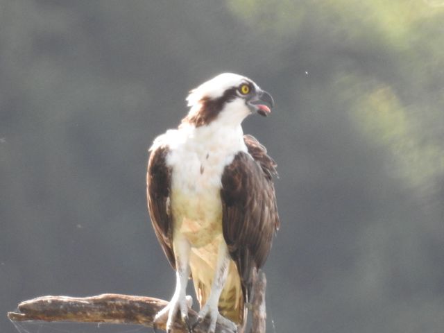 Osprey