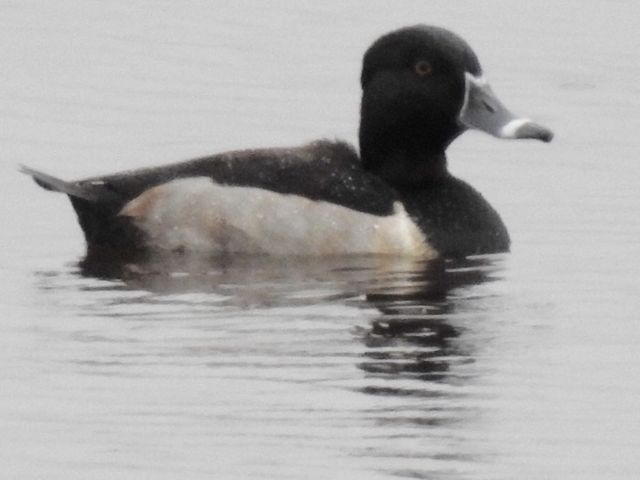 Ring-necked Duck