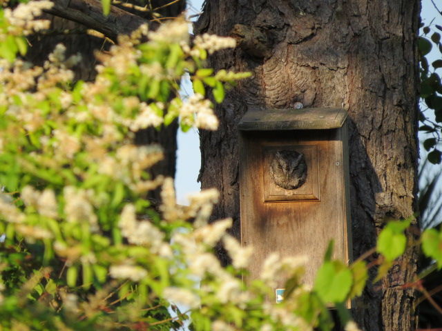 Eastern Screech-Owl