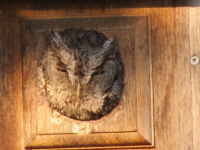 Eastern Screech-Owl