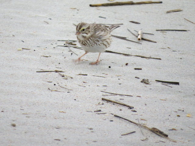 Savannah Sparrow (Ipswich)