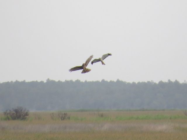 Northern Harrier