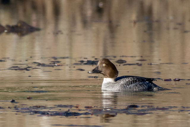 Common Goldeneye