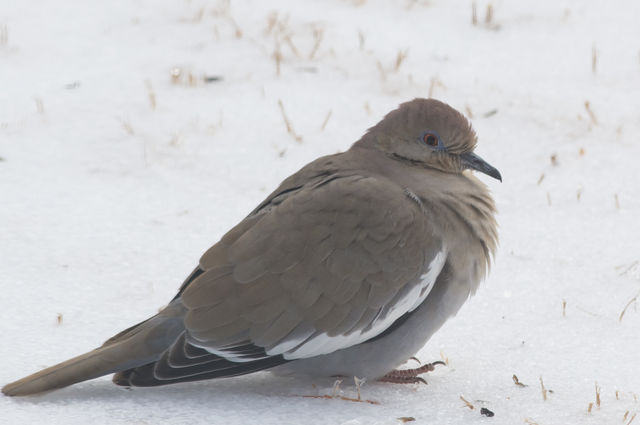 White-winged Dove