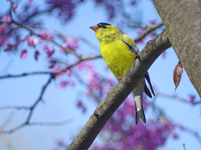 American Goldfinch
