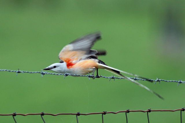 Scissor-tailed Flycatcher