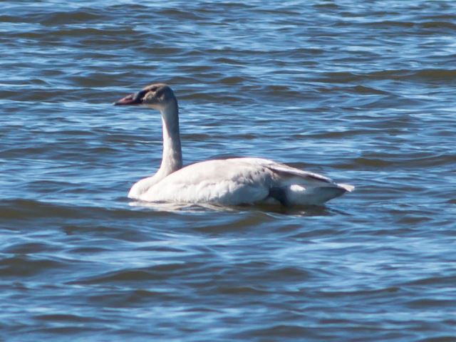 Trumpeter Swan