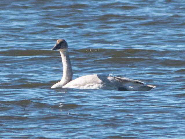 Trumpeter Swan