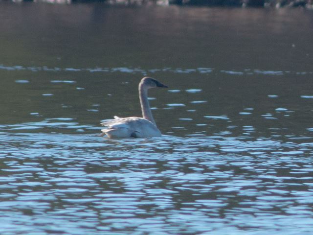 Trumpeter Swan