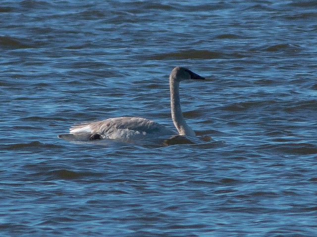 Trumpeter Swan