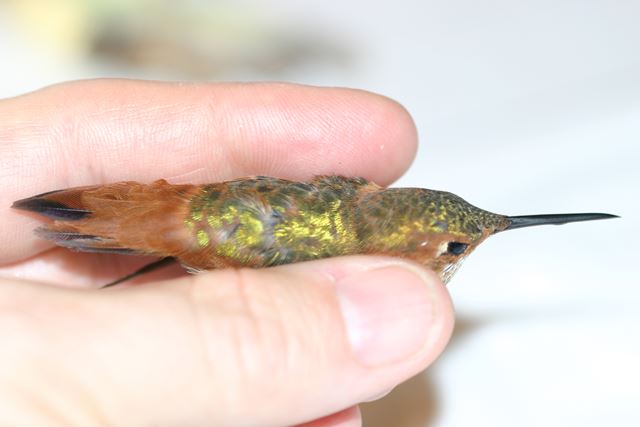 Allen's Hummingbird Allen's Hummingbird