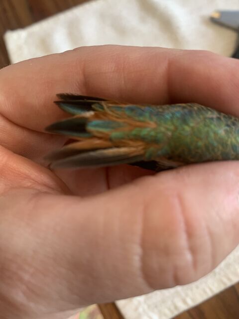 Anna's x Allen's Hummingbird (hybrid)