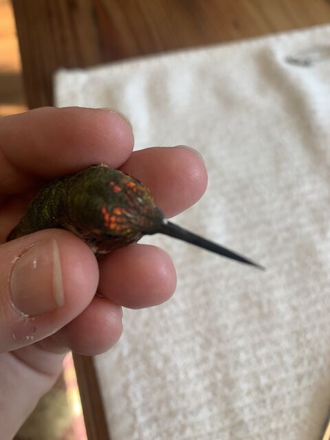 Anna's x Allen's Hummingbird (hybrid)