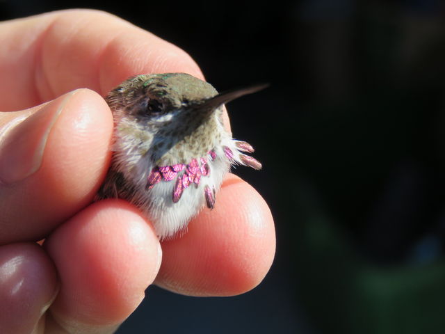 Calliope Hummingbird
