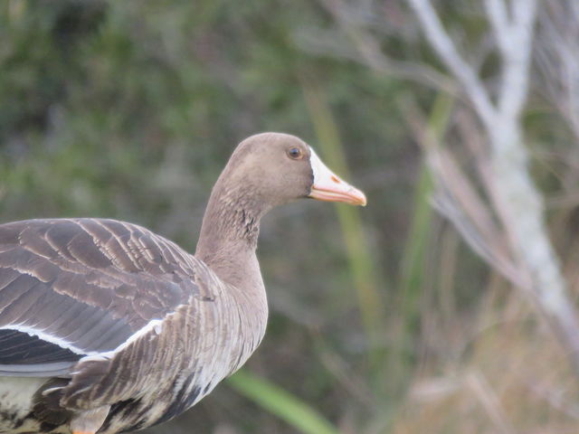 Greater White-fronted Goose