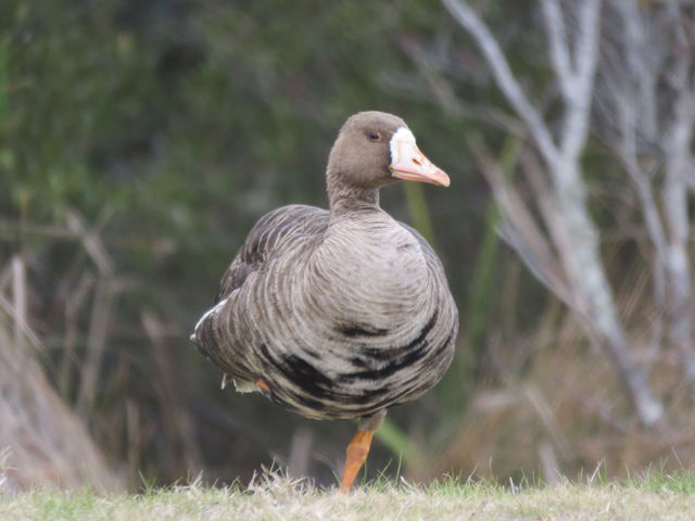 Greater White-fronted Goose