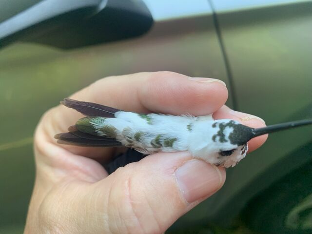 Ruby-throated Hummingbird