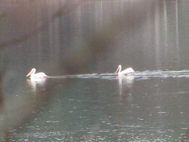 American White Pelicans