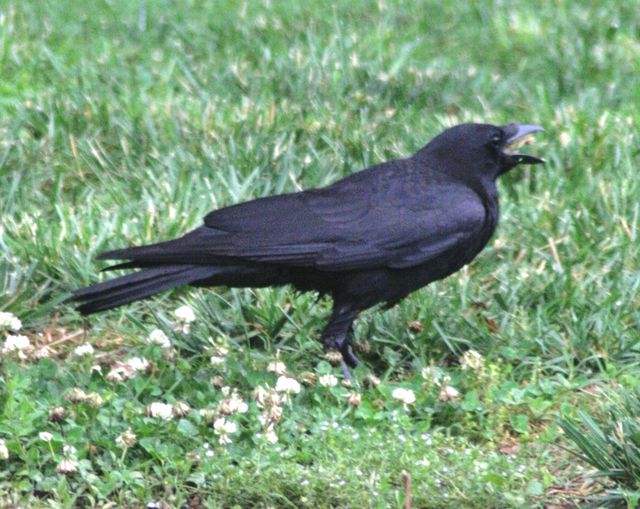 American Crow