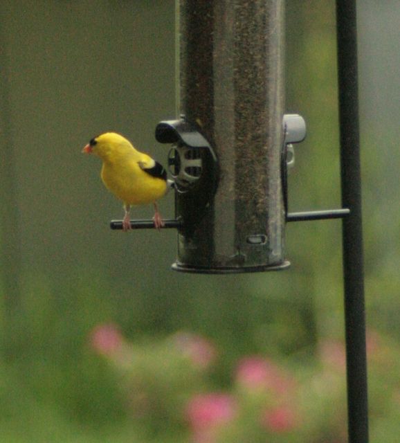 American Goldfinch