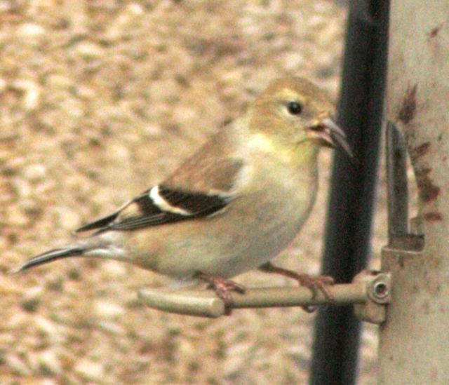 American Goldfinch