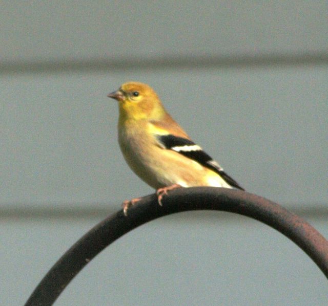 American Goldfinch