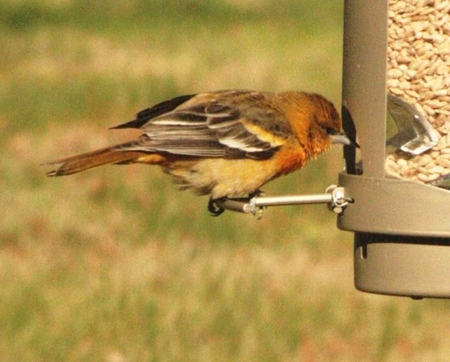 Baltimore Oriole