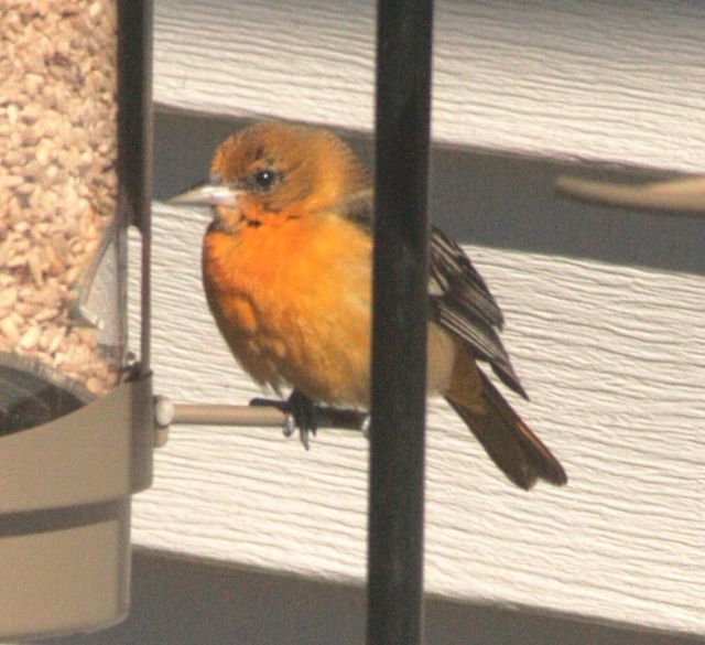Baltimore Oriole