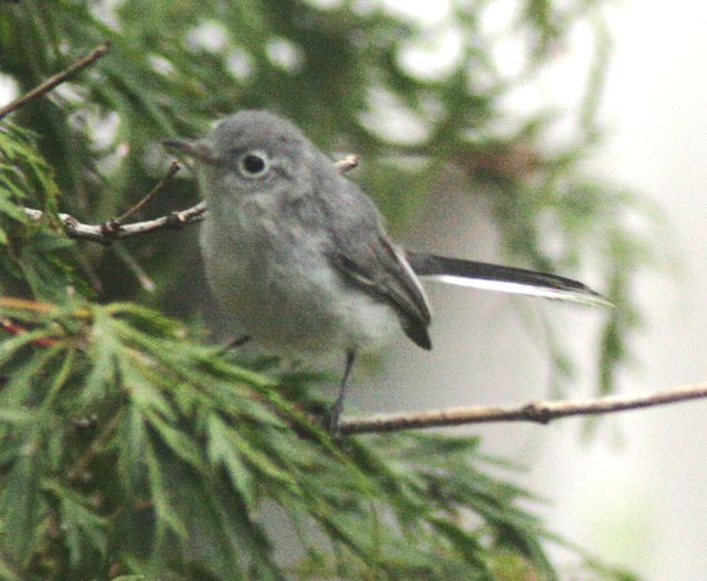 Blue-gray Gnatcatcher