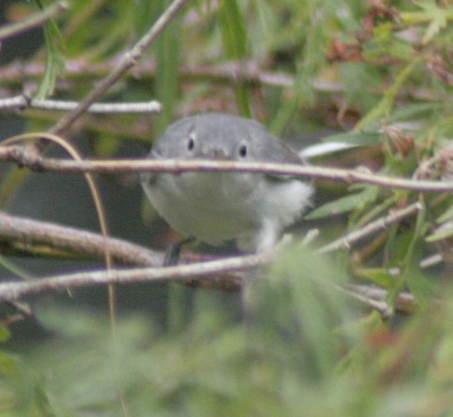 Blue-gray Gnatcatcher