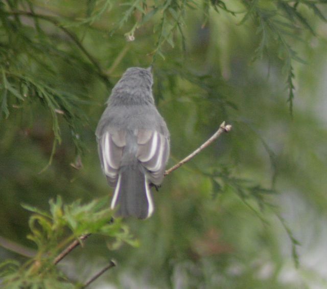 Blue-gray Gnatcatcher