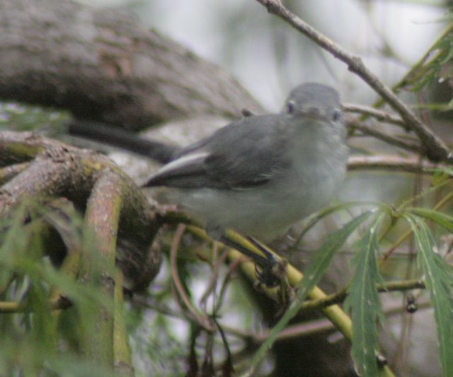Blue-gray Gnatcatcher