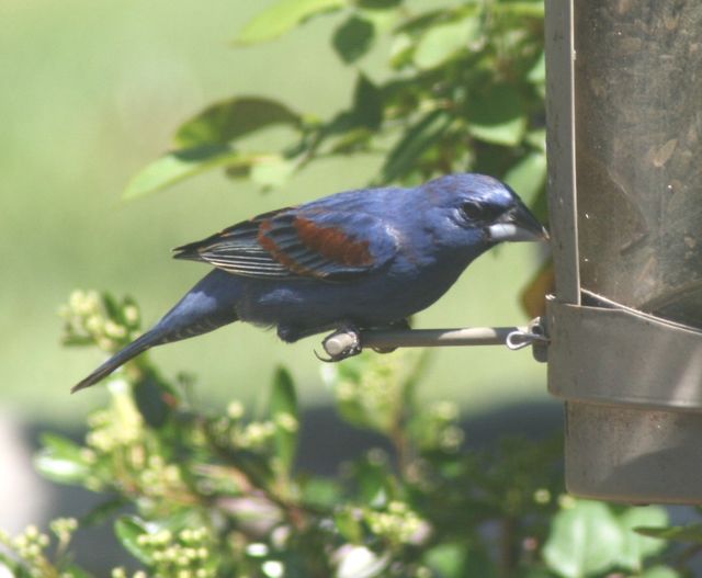 Blue Grosbeak